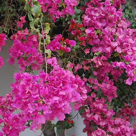 Favorite At Senhora Da Rocha *